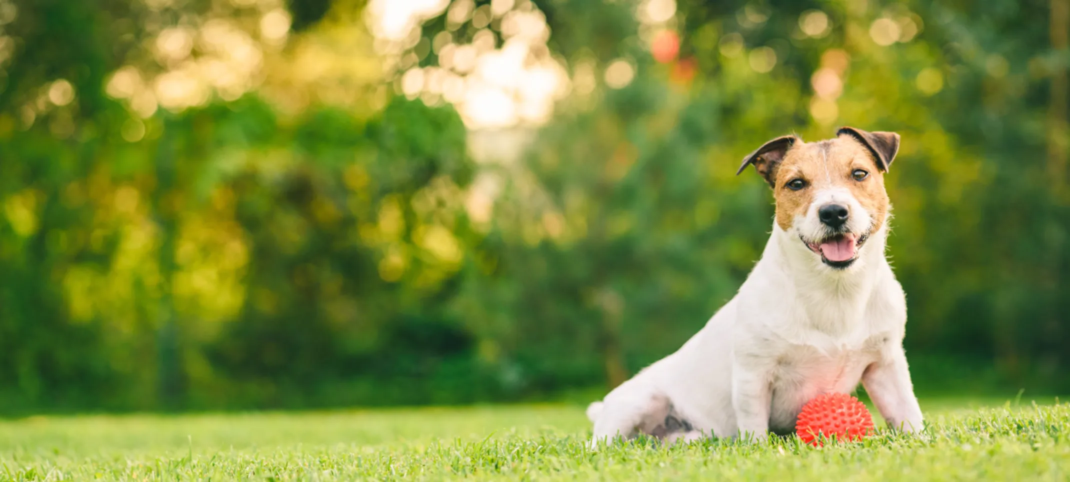 Jack Russell Terrier sitting on grass lawn with orange ball